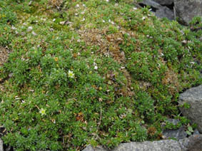 Minuartia stellata f minima